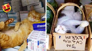 Cute And Funny Cats That Will Make You Laugh by Animals Fun Time 370 views 3 months ago 9 minutes, 41 seconds