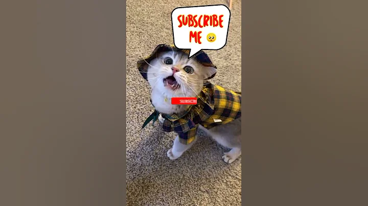 Watch the video about Cute Cat - persian kitten 7