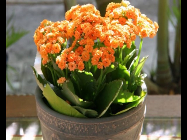 Топ-10 самых популярных комнатных растений