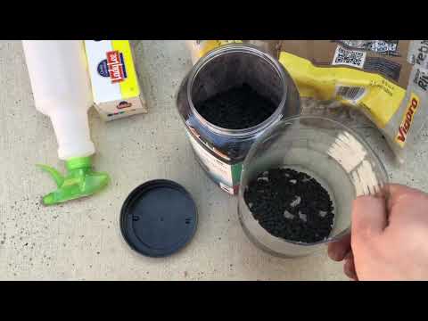 Build a Soda Bottle Terrarium