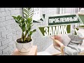 Что делать, если Замиокулькас погибает?  ✔️ Болезни и вредители🌱 Советы эксперта Хитсад Тв