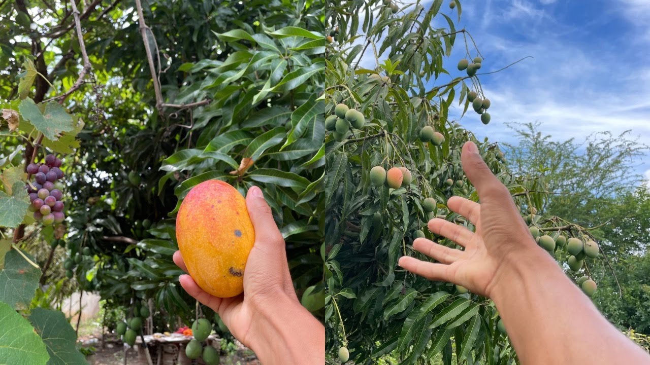 Plantação Poçoes  Bahia de Jaca Ciriguela Coqueiro e Muita Manga