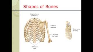 Muscle/skeletal injuries for the EMT
