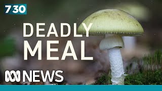 The toxic mushrooms that turned a family lunch into a tragedy | 7.30