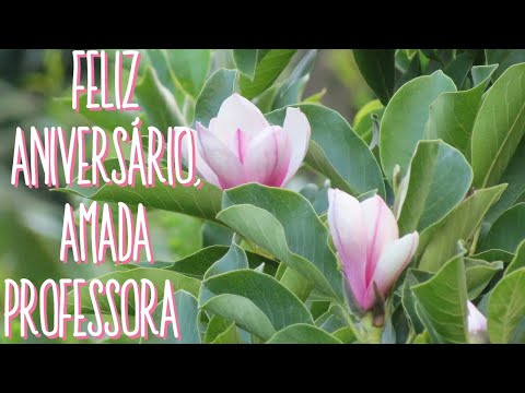 Feliz aniversário, amada professora | Mensagem de Aniversário | Mensagens do coração.