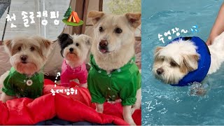 강아지들의 스포츠데이✌🏻첫 솔캠도전, 땅속성 강아지들 수영도전🏊