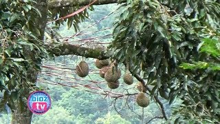 150 Varietas Durian Unggulan Lokal Ada Di “International Durio Forestry” Trenggalek - bioztv.id