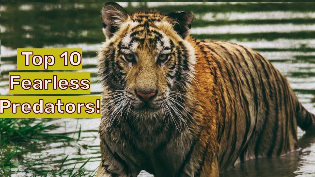 Top 10 Fearless Predators: Masters of Hunting Formidable and Lethal Prey!