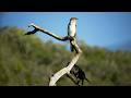Half-collared Kingfisher Trail, Wilderness (SA) | Waterfall Hike &amp; Kayak | January 2026
