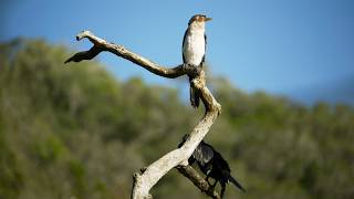 Half-collared Kingfisher Trail, Wilderness (SA) | Waterfall Hike &amp; Kayak | January 2026