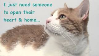 A Kittykind Success Story Tigger