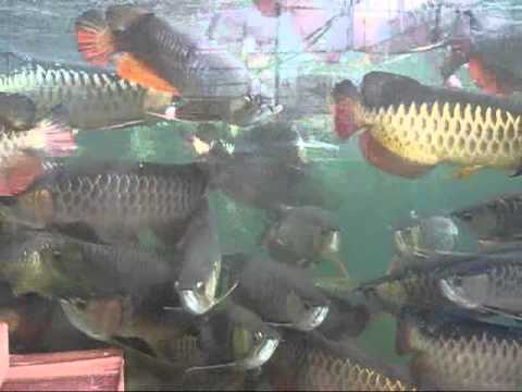 perkutut teratai ikan  arwana  golden red induk YouTube