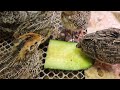 cucumbers 🥒 treat , 10 days quails 