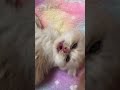 この中の子猫2匹が母猫と一緒に暮らすことになりました...【ミヌエット】#Shorts