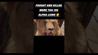 SCARFACE : THE REAL LION KING #wildlifelegends #lionking #bigcats #natureshorts #maasaimara#shorts