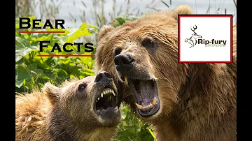 Do all bears attack humans?
