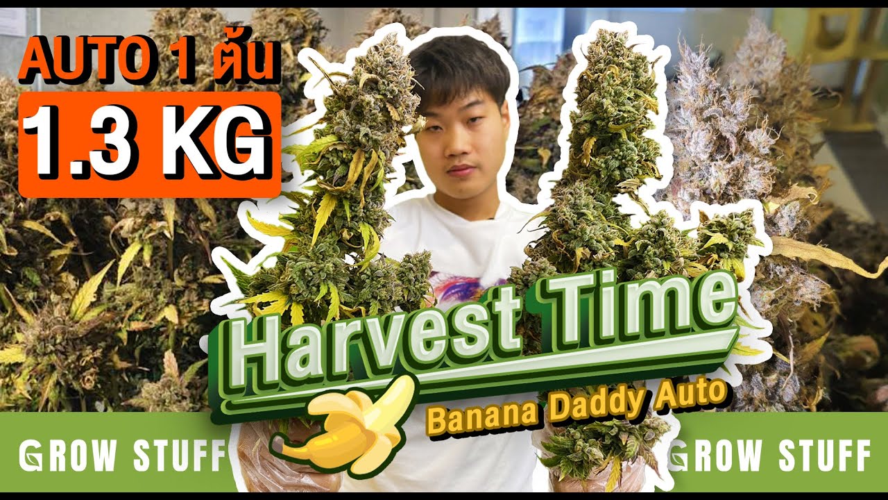 ขั้นตอนการเก็บเกี่ยวกัญชา Auto ต้นเดียว 1.3 KG by พี่หมี Growstuff