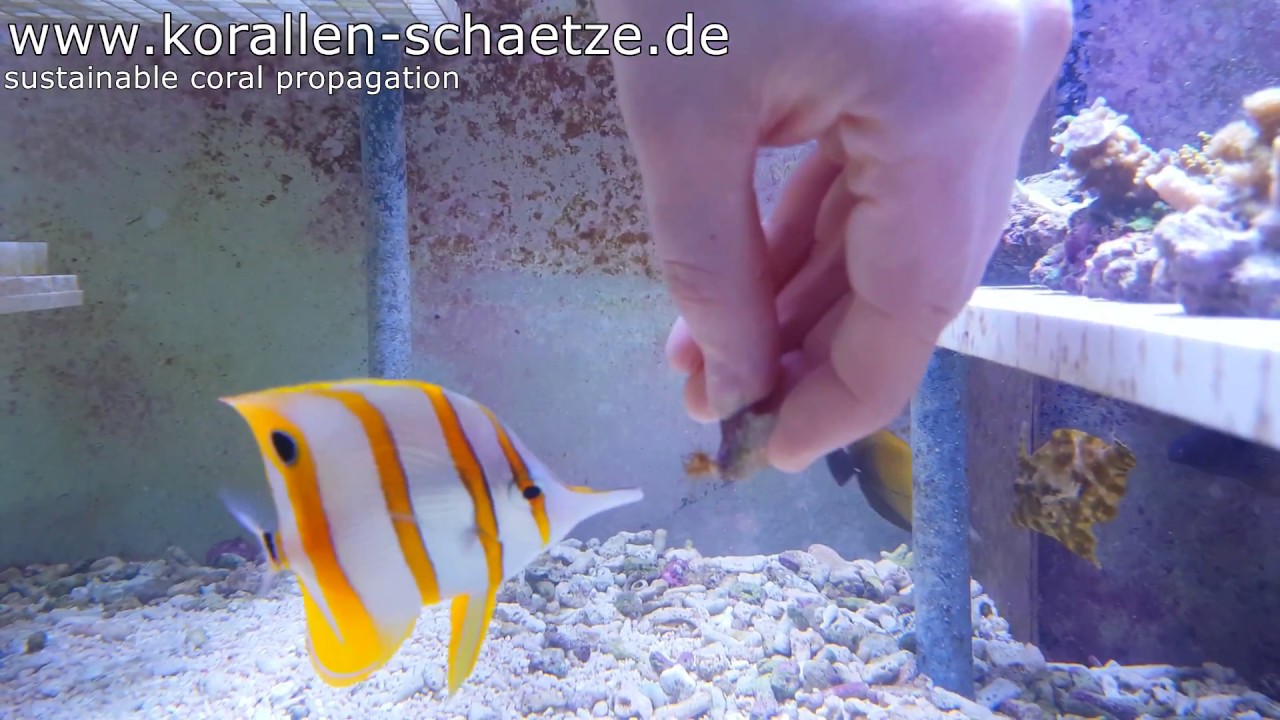 Chelmon rostratus eats Aiptasia diaphana