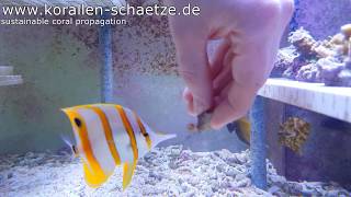 Chelmon rostratus eats Aiptasia diaphana