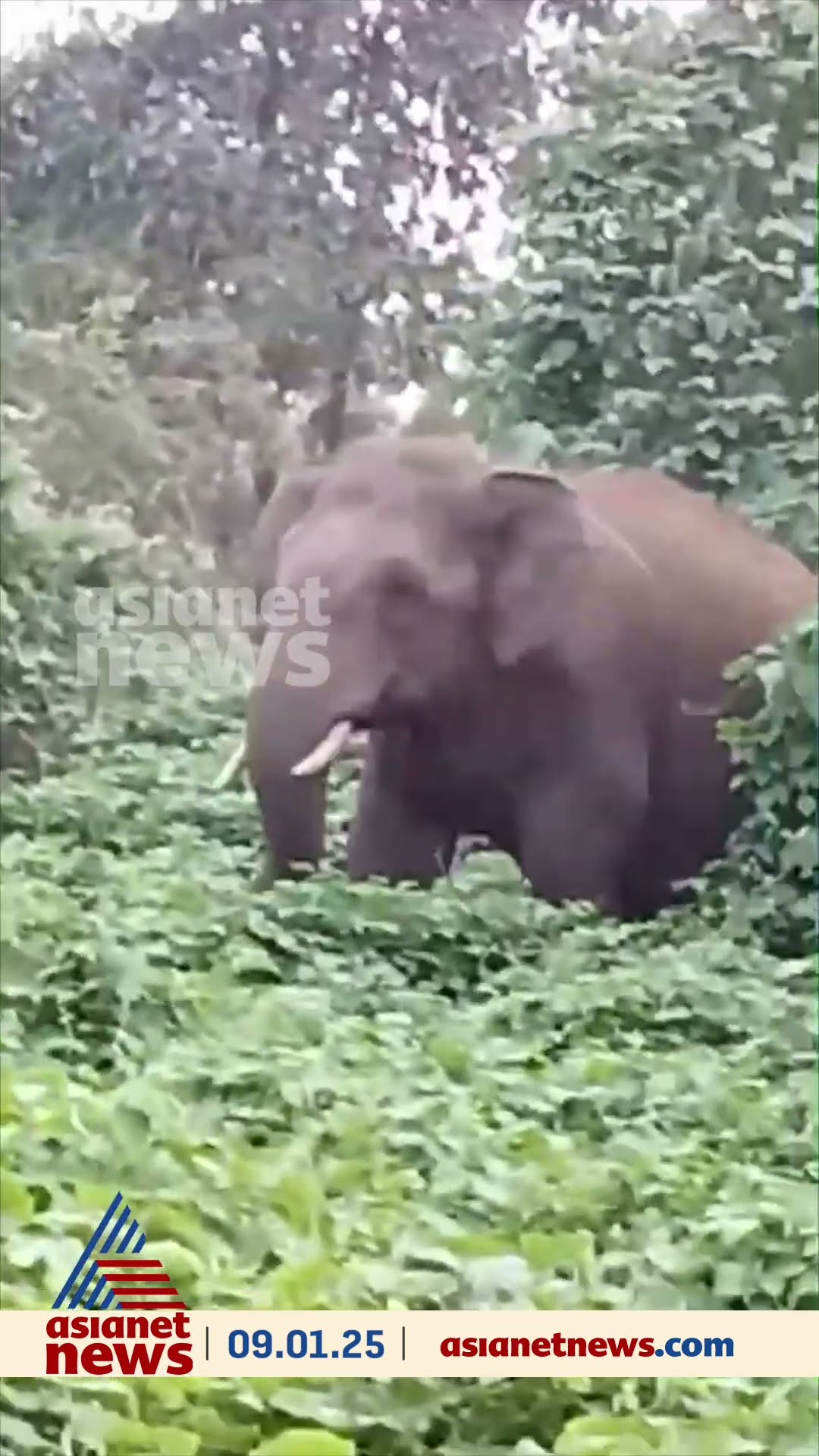 കാട്ടിൽ കയറിപ്പോകണം മിസ്റ്റർ; കണ്ണൂർ പായത്ത് കാട്ടാനകൾ വനം വകുപ്പിന്റെ വാഹനത്തിന് മുന്നിലെത്തിയപ്പോൾ