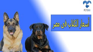 اسعار الكلاب في مصر 2020 – اسعار جميع انواع الكلاب ومواصفتها