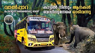 കാട്ടിൽ നിന്നും ആനകൾ ബസിനുനേരെ ഓടിവന്നു | Chalakudy to Valparai Cheenikkas Private Bus | free20