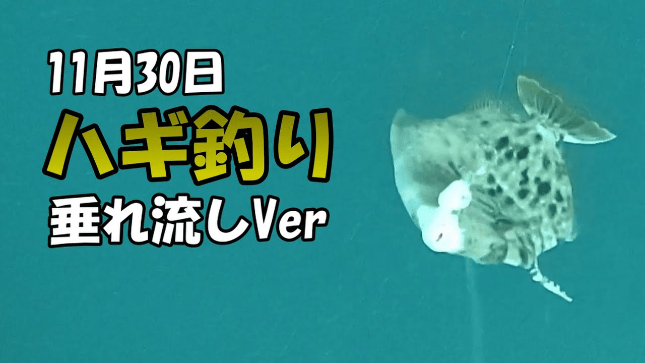 ハギ釣り中の海の中はこうなっていた!?【垂れ流しVer】