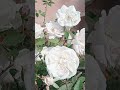 Flower | Rose | #shortvideo #shortsfeed #shorts #reels #reel #rose #flowers #viralvideo