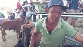 Download Lagu Harga Pedet Super‼️ Pedet Moncong Simental Umur 4 Bulanan MP3 Download Lagu Harga Pedet Super‼️ Pedet Moncong Simental Umur 4 Bulanan MP3