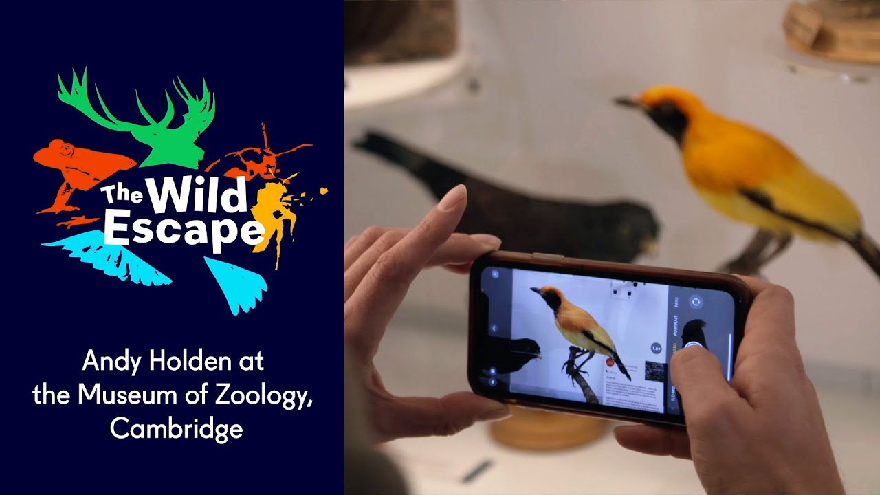 Andy Holden at the Museum of Zoology, Cambridge | The Wild Escape