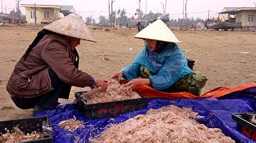 Ngư dân Thanh Hóa kiếm tiền triệu mỗi ngày nhờ trúng đậm mùa ruốc biển