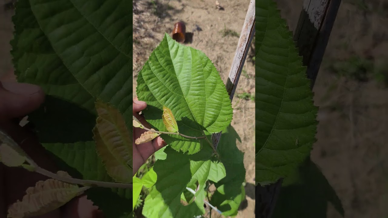 Falsa Fruits Plants Farming 