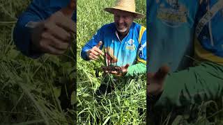 Nós produtores rurais somos jardineiros de Deus 👍🙏🏼