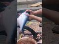 amazing pungkash fish cating video #viralvideo #viralshort #trending #trendingshorts #
