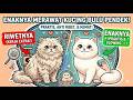 enaknya merawat kucing bulu pendek