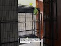 Papagaio ganha mansão nova e faz inspeção completa!! #viral