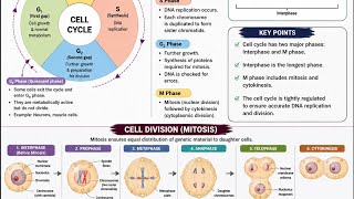 cell cycle and cell division