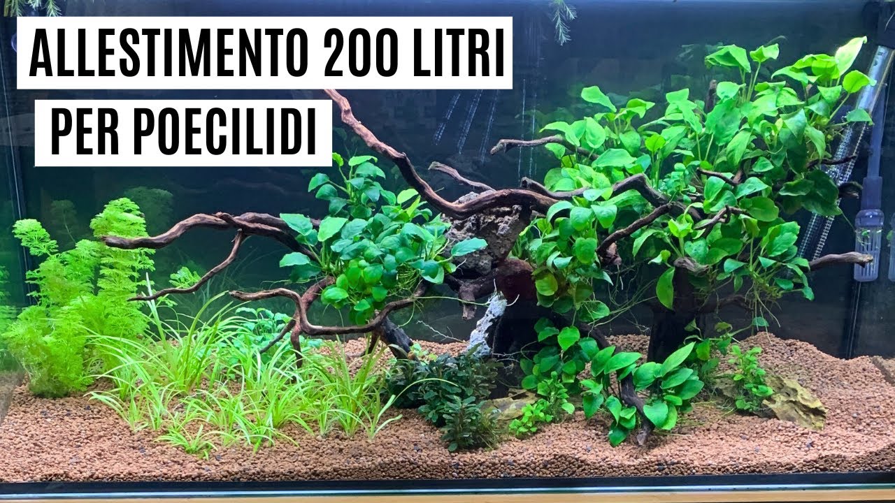 ALLESTIMENTO ACQUARIO DA 200 LITRI PER POECILIDI 🐠💦 Idromax 200 Zolux ...