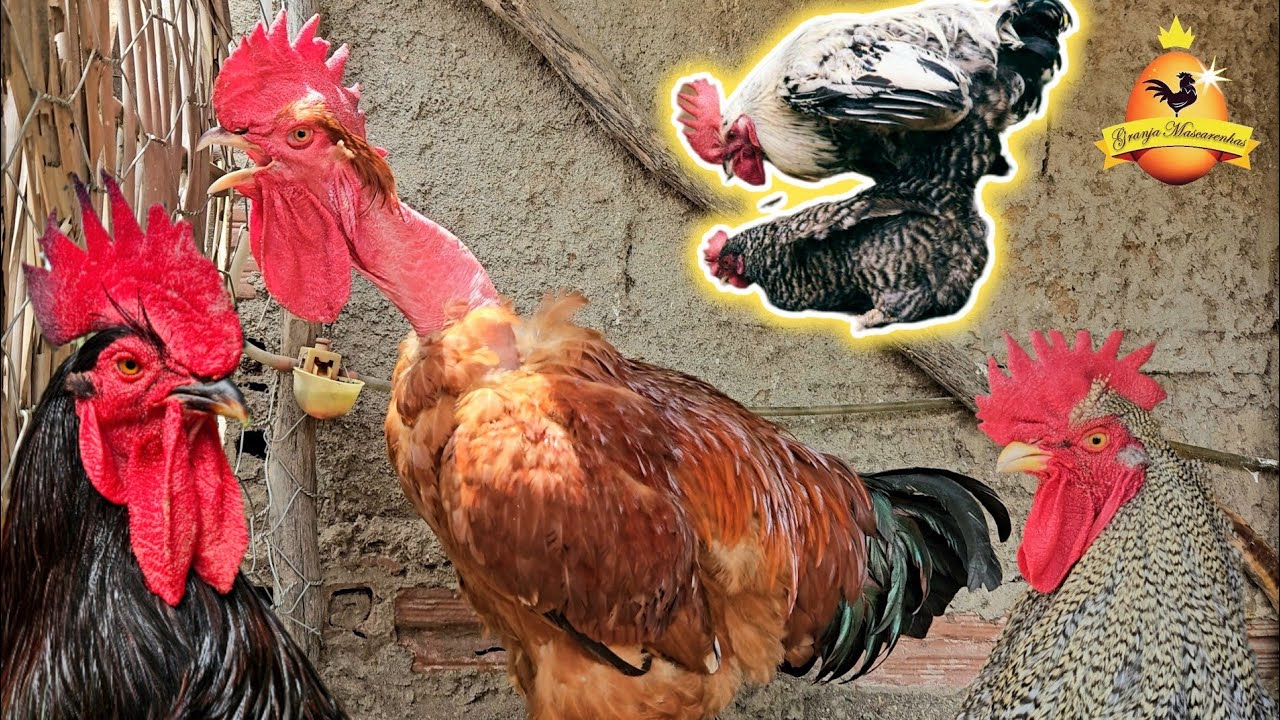 Quando é  que os galos chegam na fase Reprodutiva? 🐓🐥🐥 Dicas de manejo