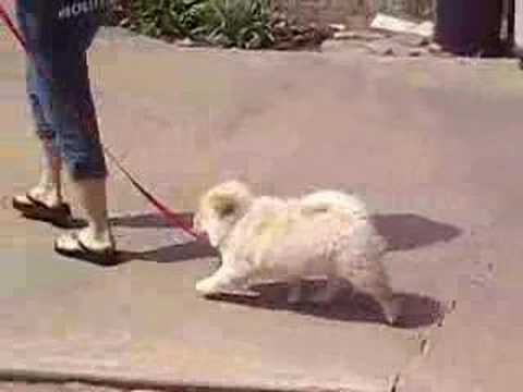 DiDi - chow puppy walking