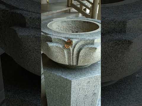 Sacred Butterfly at Ryusenji Temple, Nara – Spiritual Japan