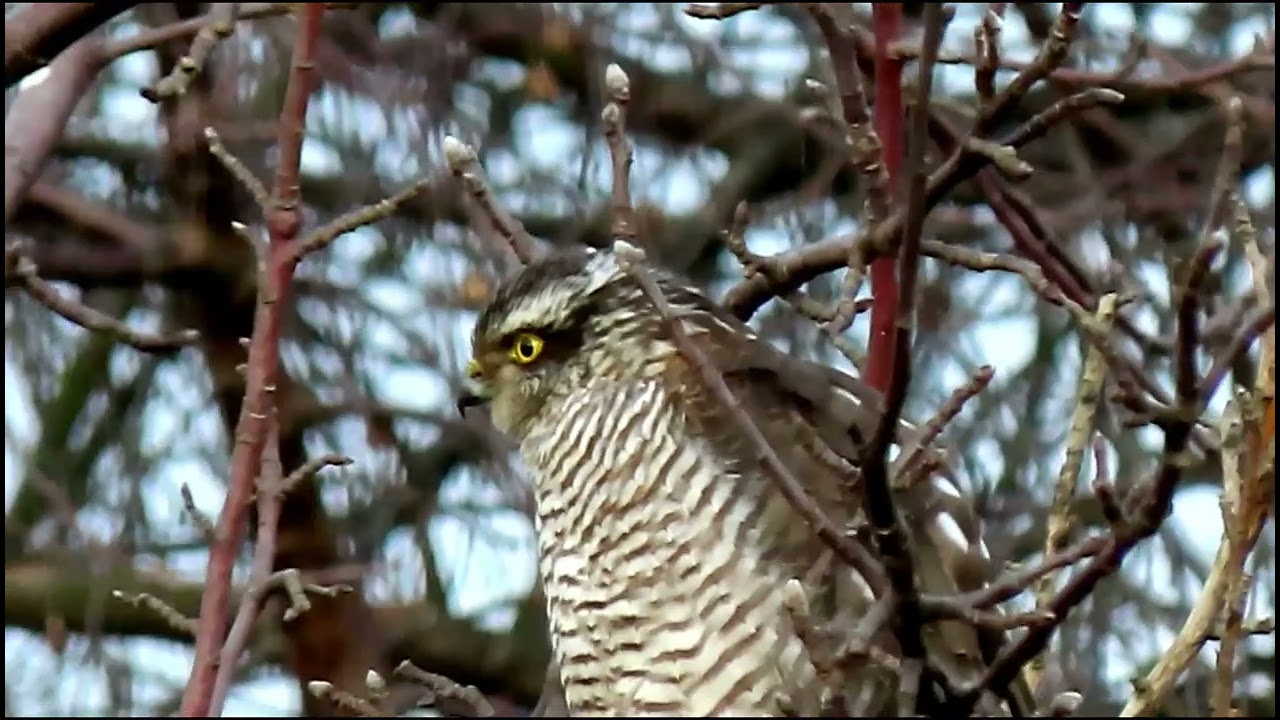 Samica krogulca czyści pióra.
