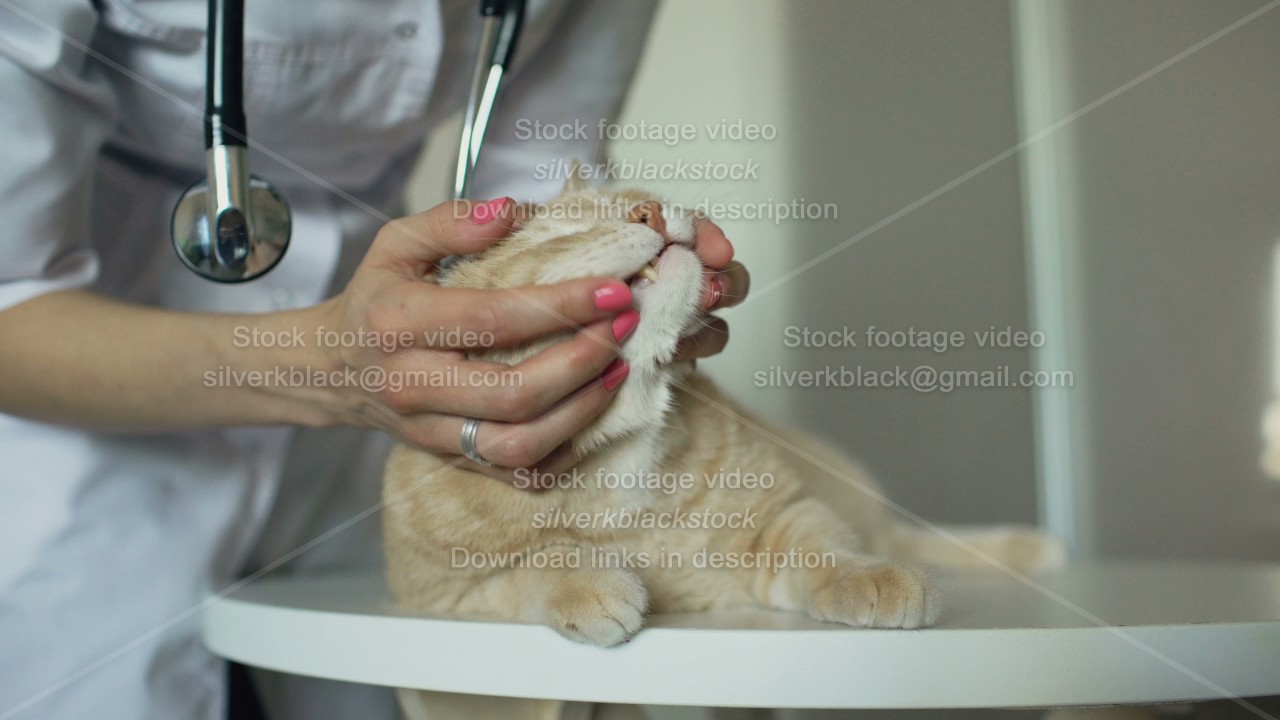 Closeup of Veterinarian woman with stethoscope examining cat in medical vet office