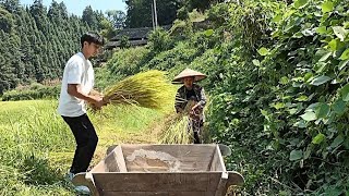 MEMBANTU NENEK MERONTOKKAN PADI SECARA MANUAL DISAWAH