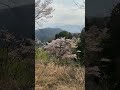 Cherry Blossoms in Mountains
