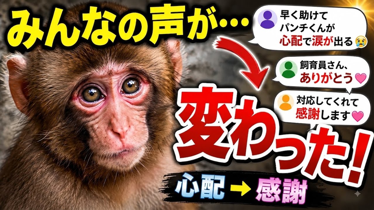パンチくんを応援しよう！ Punch🐵】Global Love Changed Everything! Raised with Zookeeper's