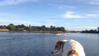 Cranbrook Under 17 Rowing Training Session March 2016