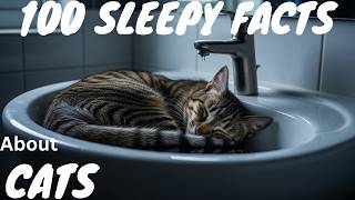 Celebrity The Most Relaxing Facts About Cats to Fall Asleep To | No Adverts Net Worth