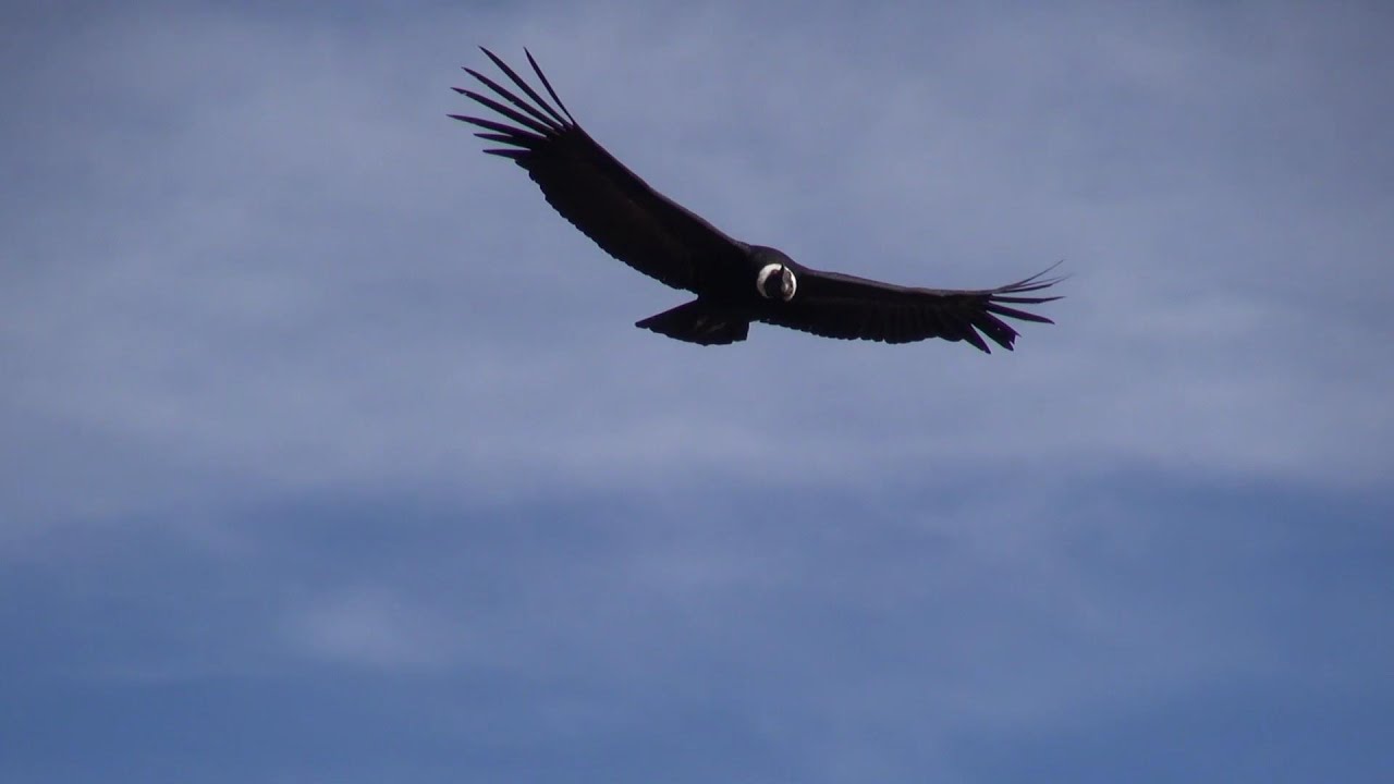 Le vol des Condors - YouTube