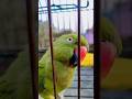 mithi😍#mithukibatain #nonstoptalkingparrot #parrottalking #trending #parrot #mithu #hype #viral #fyp